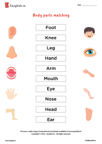 Matching body parts worksheet for kindergarten