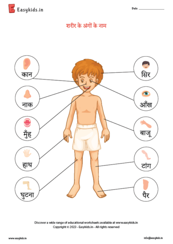 Parts of body names in hindi
